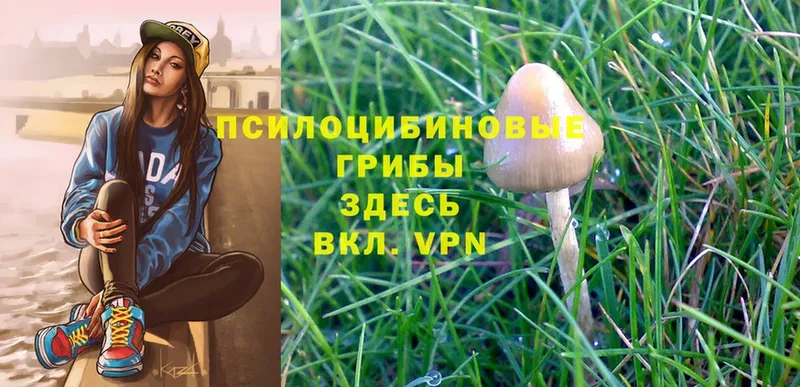 Галлюциногенные грибы Psilocybe  гидра ссылки  Сим 